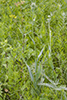 rattlesnake master