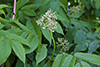 red elderberry