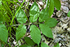 red elderberry