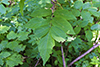 red elderberry