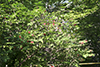 red elderberry