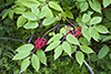red elderberry