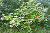 red elderberry