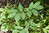 red elderberry