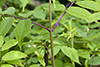 red elderberry