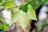 red maple