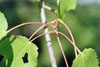 red maple