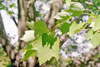 red maple