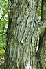 red maple