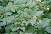 red osier dogwood