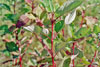 red osier dogwood