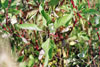 red osier dogwood
