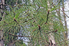 red pine