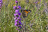 rough blazing star, var. aspera