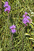 rough blazing star, var. aspera