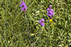 rough blazing star, var. aspera
