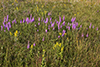 rough blazing star, var. aspera