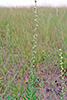 rough blazing star
