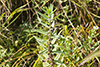 rough bugleweed
