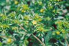 rough cinquefoil