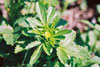 rough cinquefoil