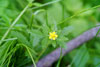 rough cinquefoil