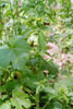 rough cinquefoil