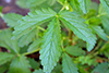 rough cinquefoil leaf