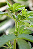 rough cinquefoil