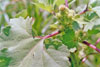 rough cocklebur