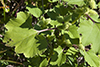 rough cocklebur