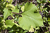 rough cocklebur