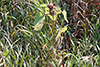 rough cocklebur