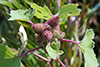 rough cocklebur