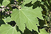 rough cocklebur