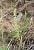 rough false pennyroyal