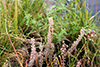 rough false pennyroyal