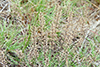 rough false pennyroyal