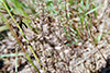 rough false pennyroyal