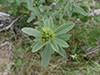 round-headed bush clover