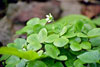 round-lobed hepatica