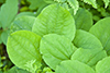 roundleaf greenbrier
