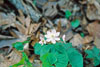 rue anemone