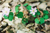 rue anemone