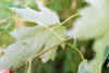 silver maple