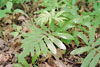 sensitive fern