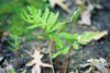 sensitive fern