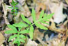 sensitive fern