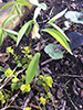 sessile-leaf bellwort