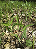 sessile-leaf bellwort